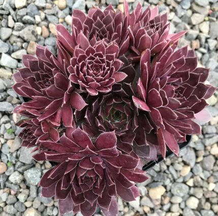 Saulrietenis 'Chocolate Kiss'